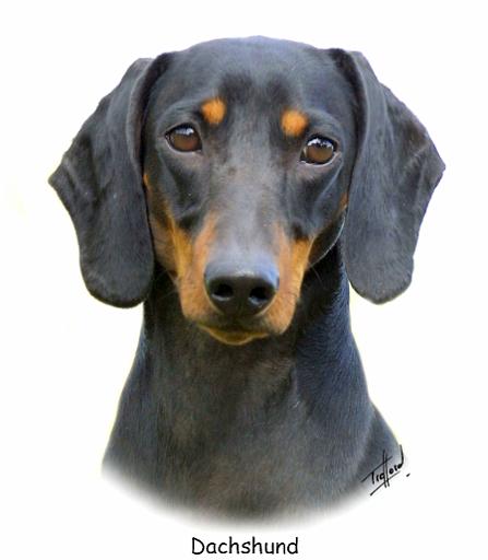 Dachshund 9L27D-08_2.jpg